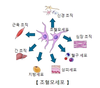 제대혈 조혈모세포이식